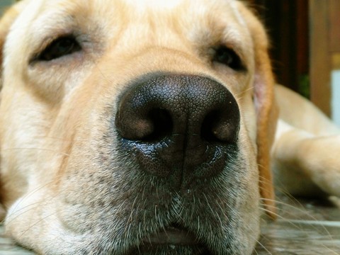 Labrador