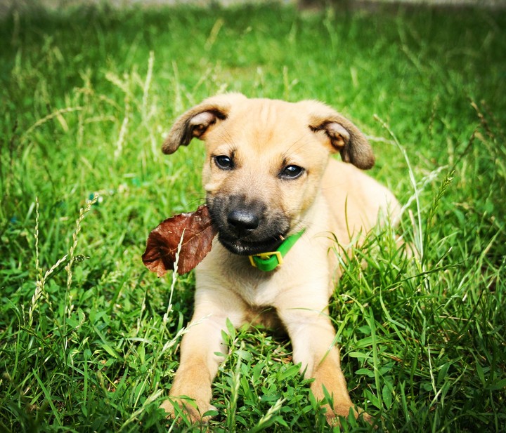 dog