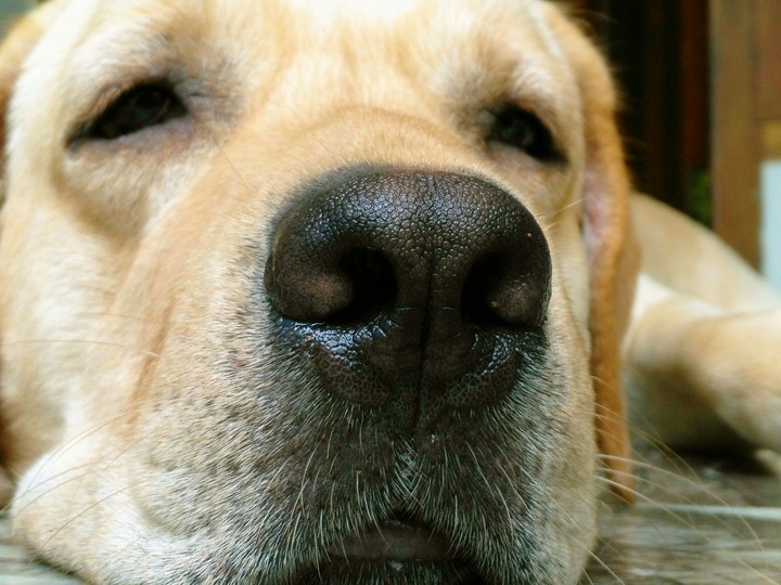 Labrador
