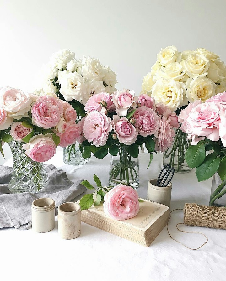Roses