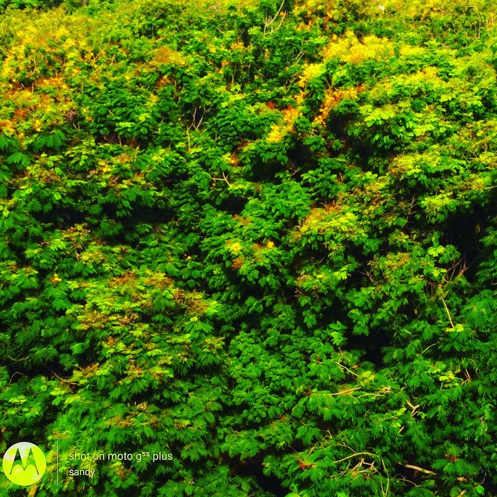 greenary