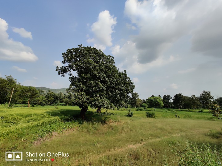 Tree In Field