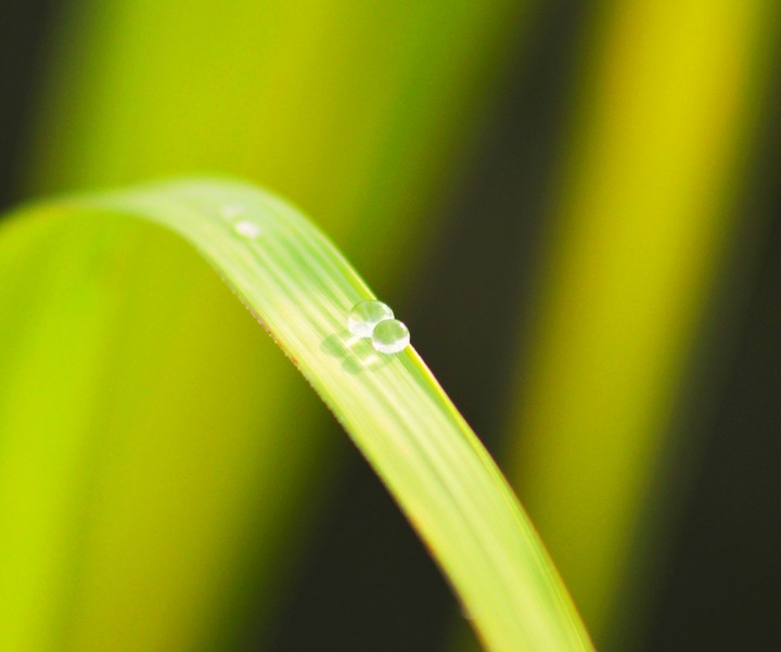 Water drop