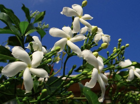 тапети jasmine, cheesewoods
