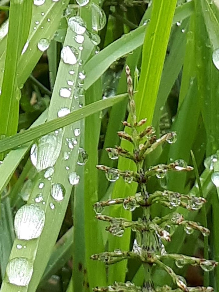 Water beads