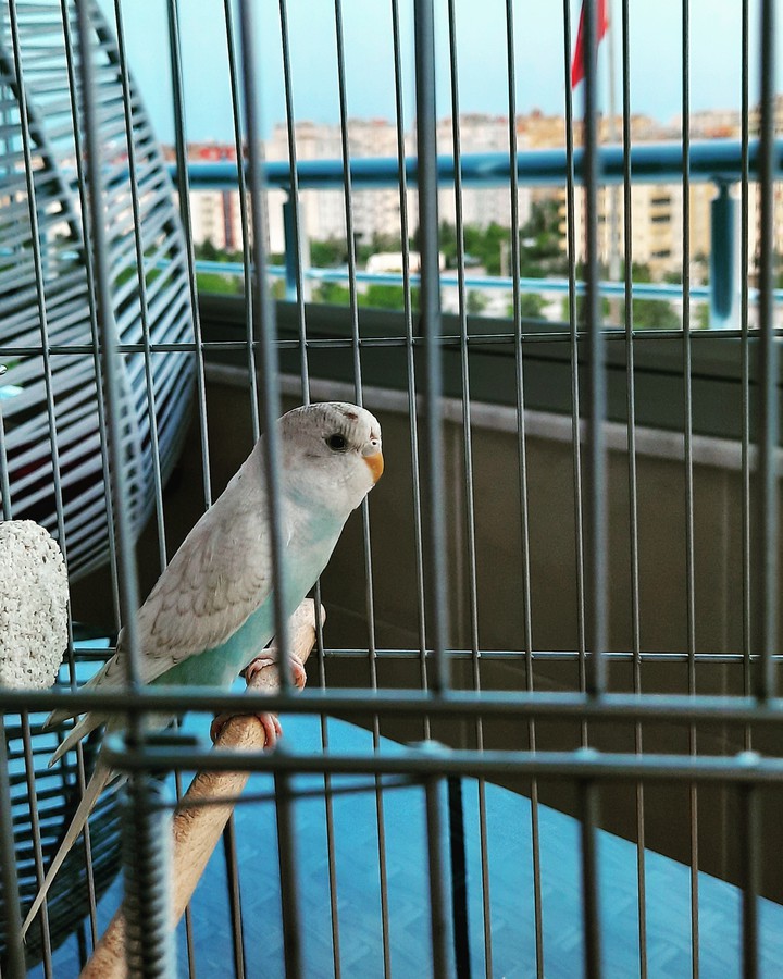 bird