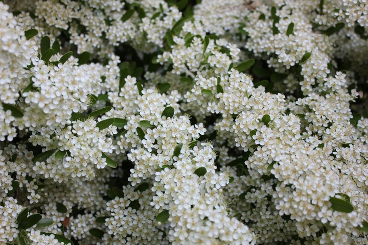 Bird-cherry tree (Vogelkirsche)
