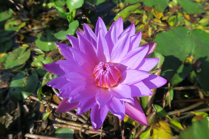 Water Lily
