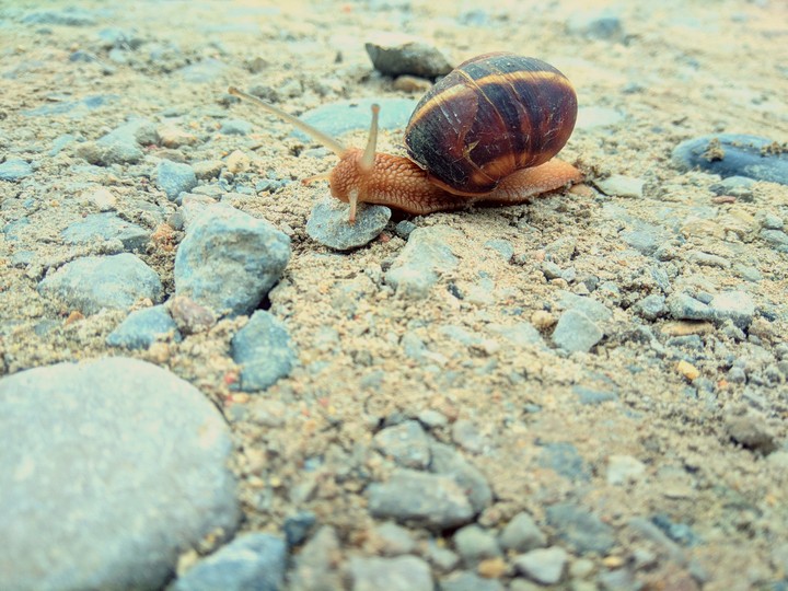 Snail