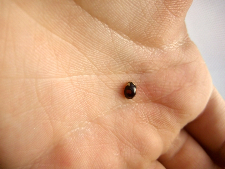 ladybug
