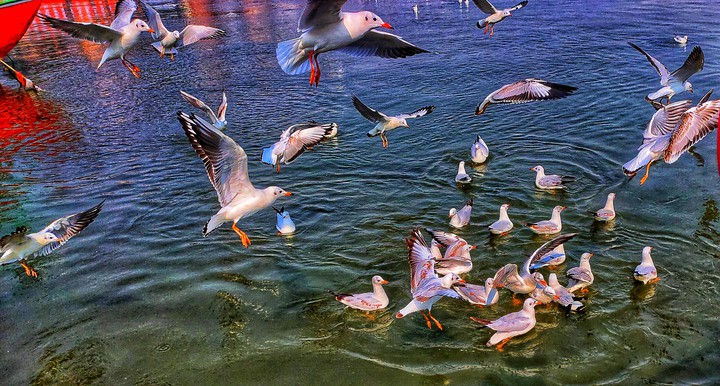 Water birds