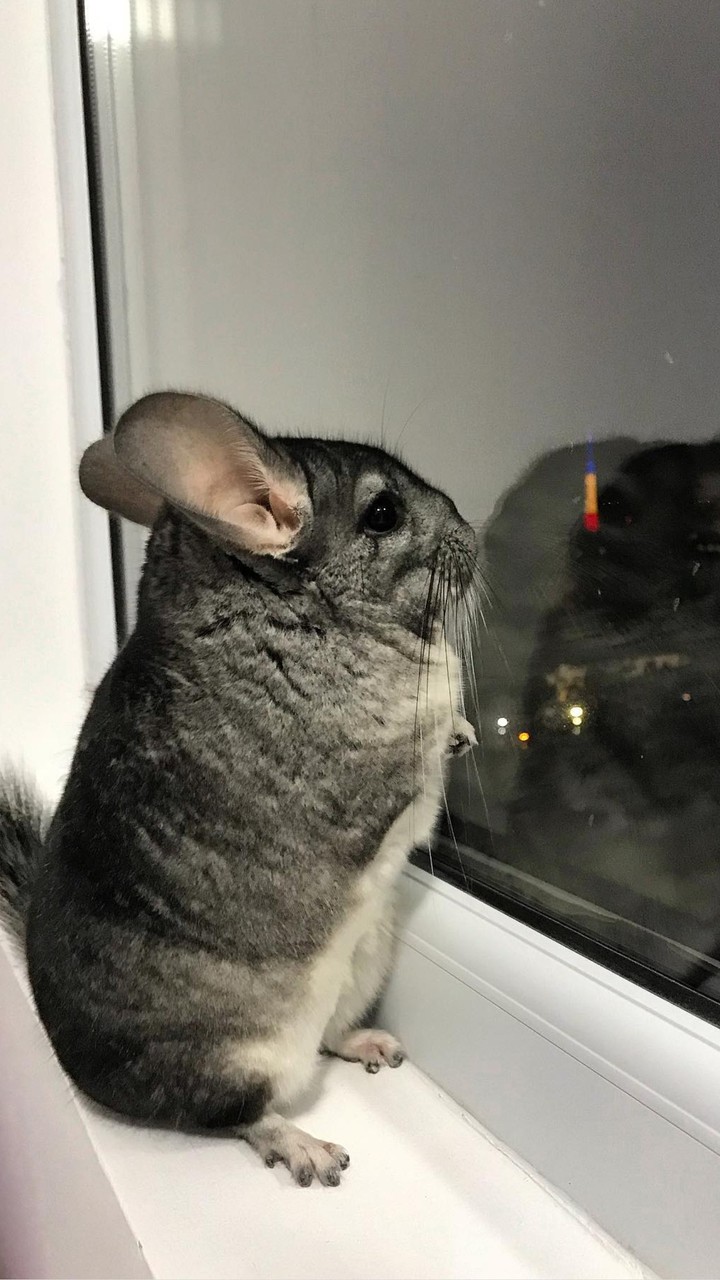 chinchilla