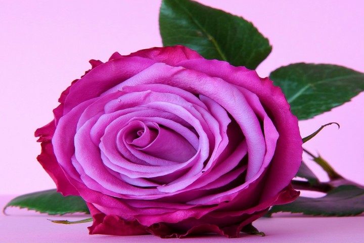 Pink Rose !!!