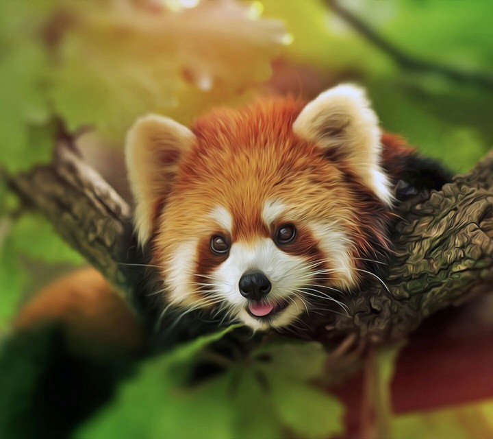 Red Panda