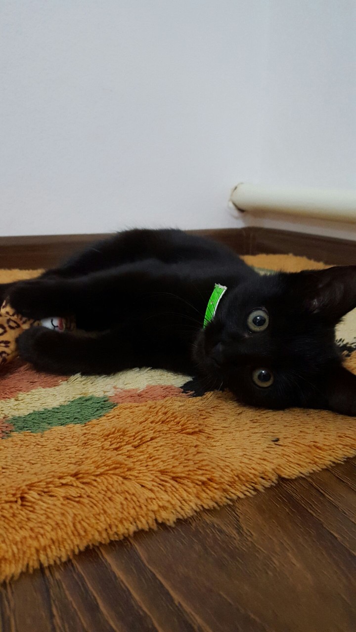 Blackcat