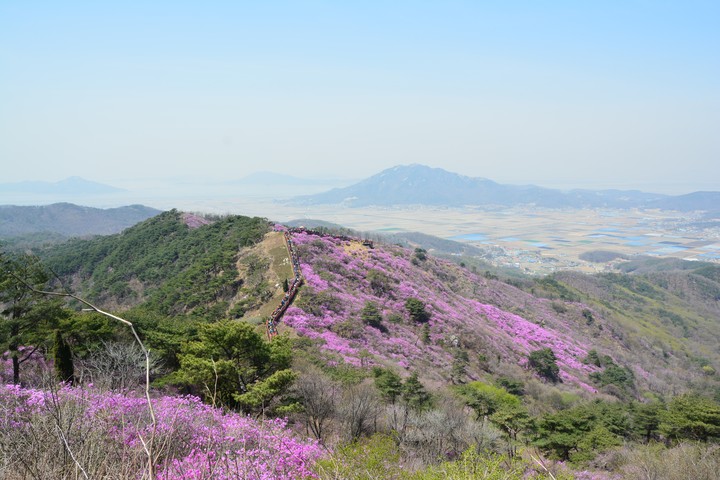 고려산의봄이미지