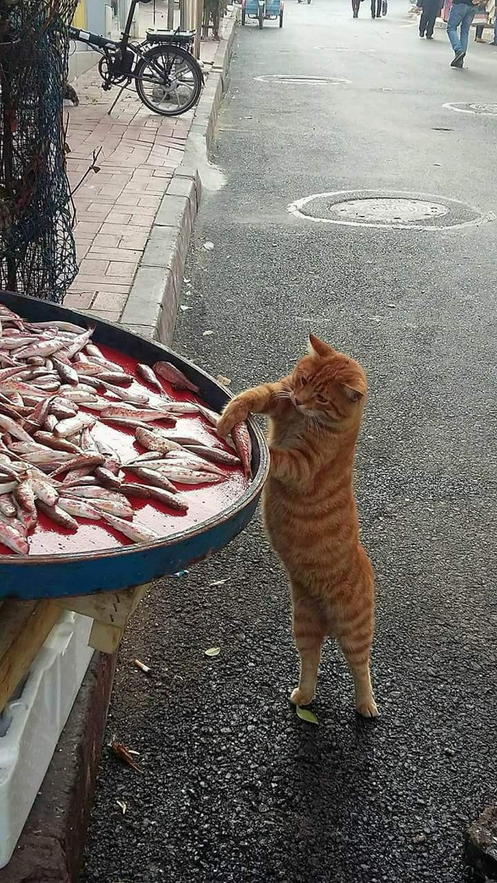 cat&fish
