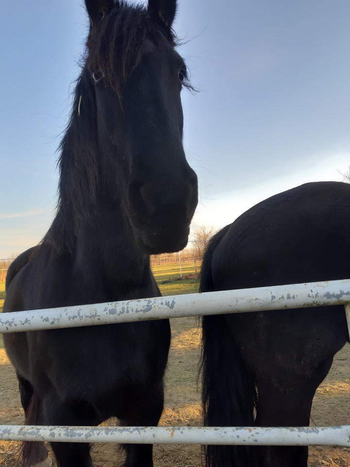 Black horse ??