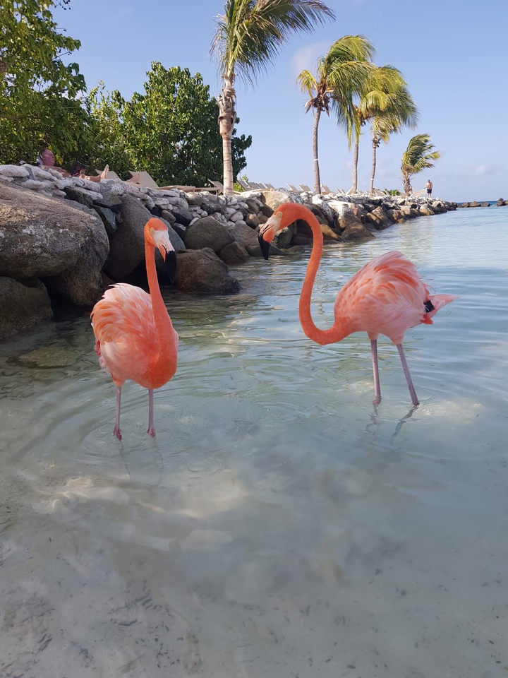 Flamingos Dress up