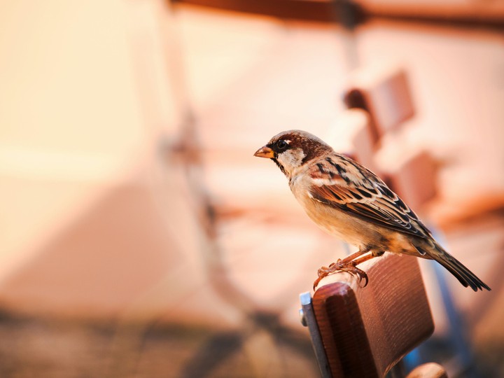 Spatz im Biergarten