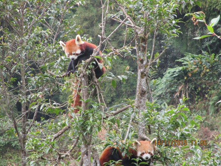 animals