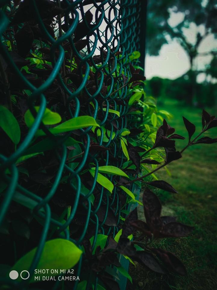 Blury Garden