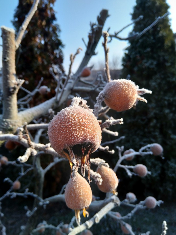 frosty