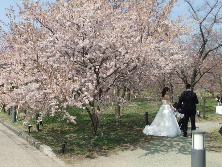 桜
