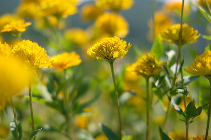 yellow