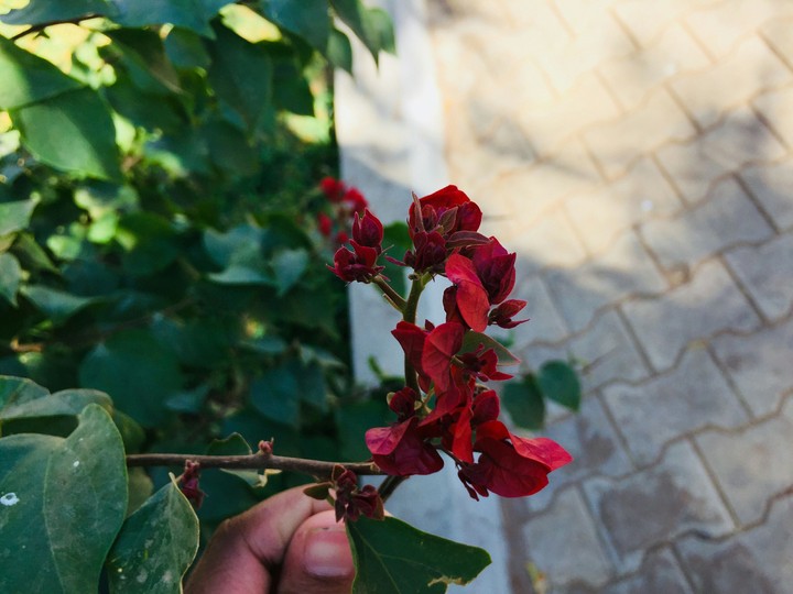 pleasant aroma 