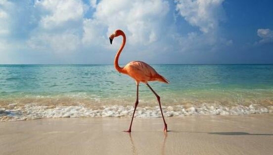 Bird