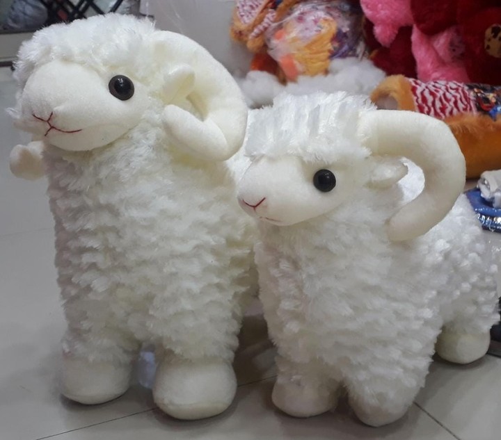 sheep