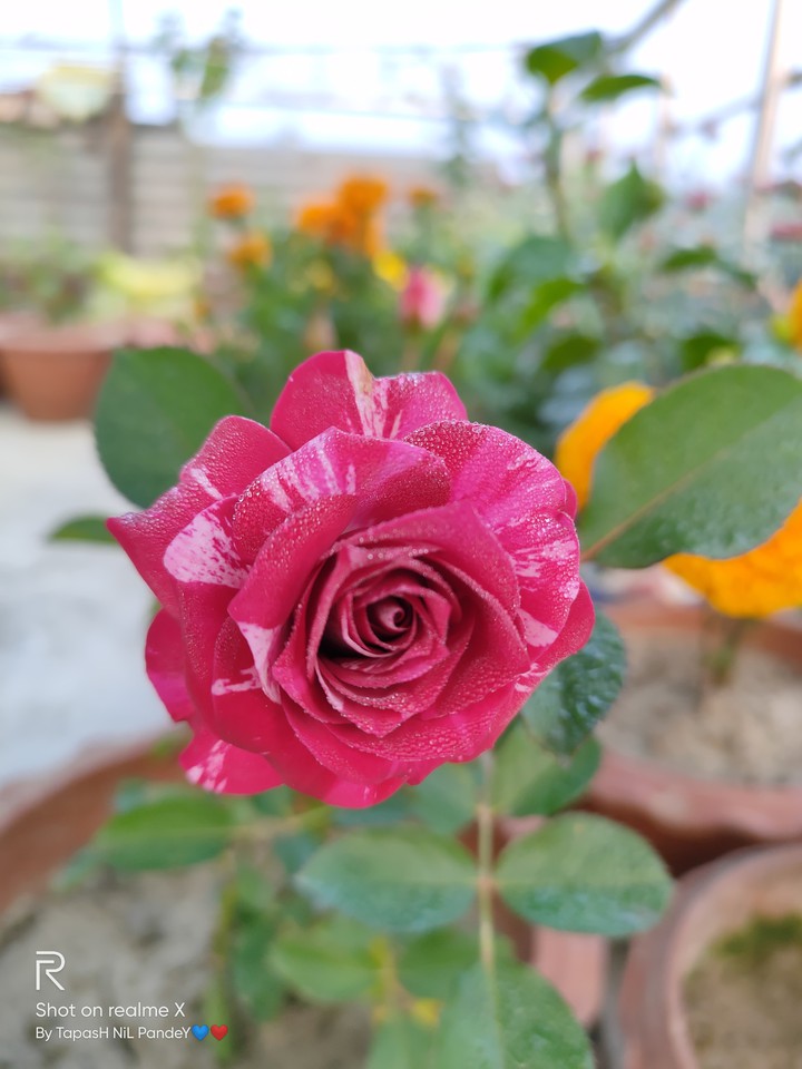 Rose With Water Drops.. Click : BY ME..
