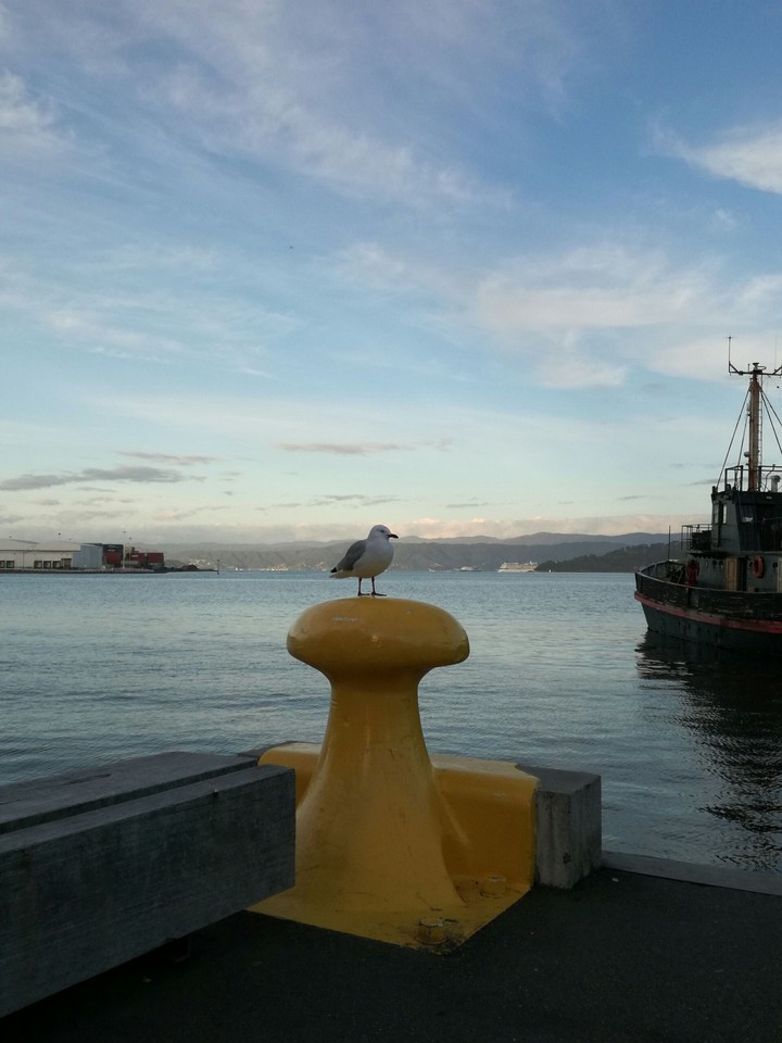 Seagull on bollard