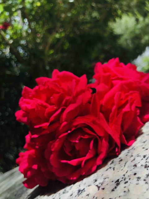 roses