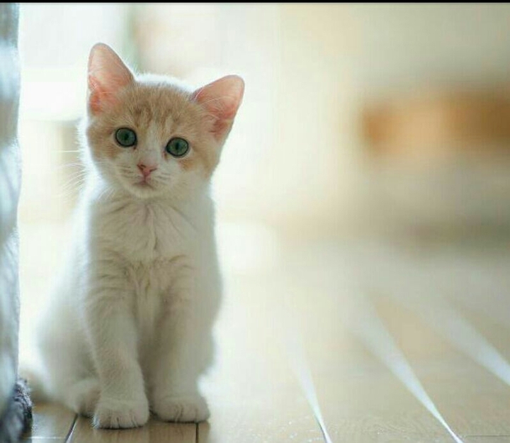 cute kitty