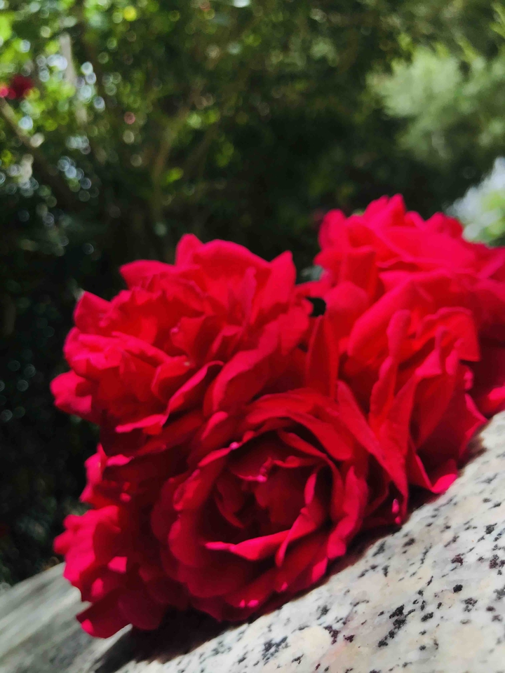 roses