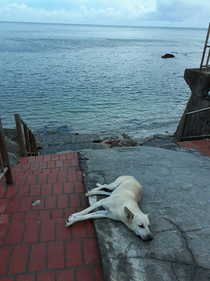 ocean and dog 海洋與狗