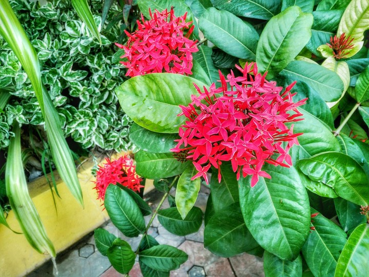 flowers beauty