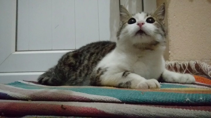 My cat