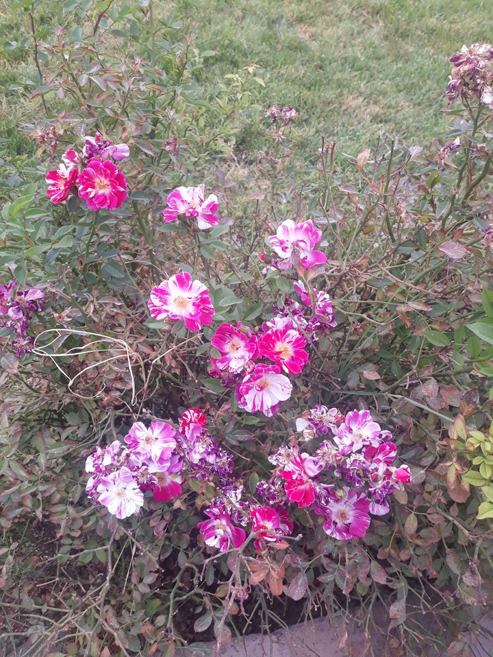 flowers