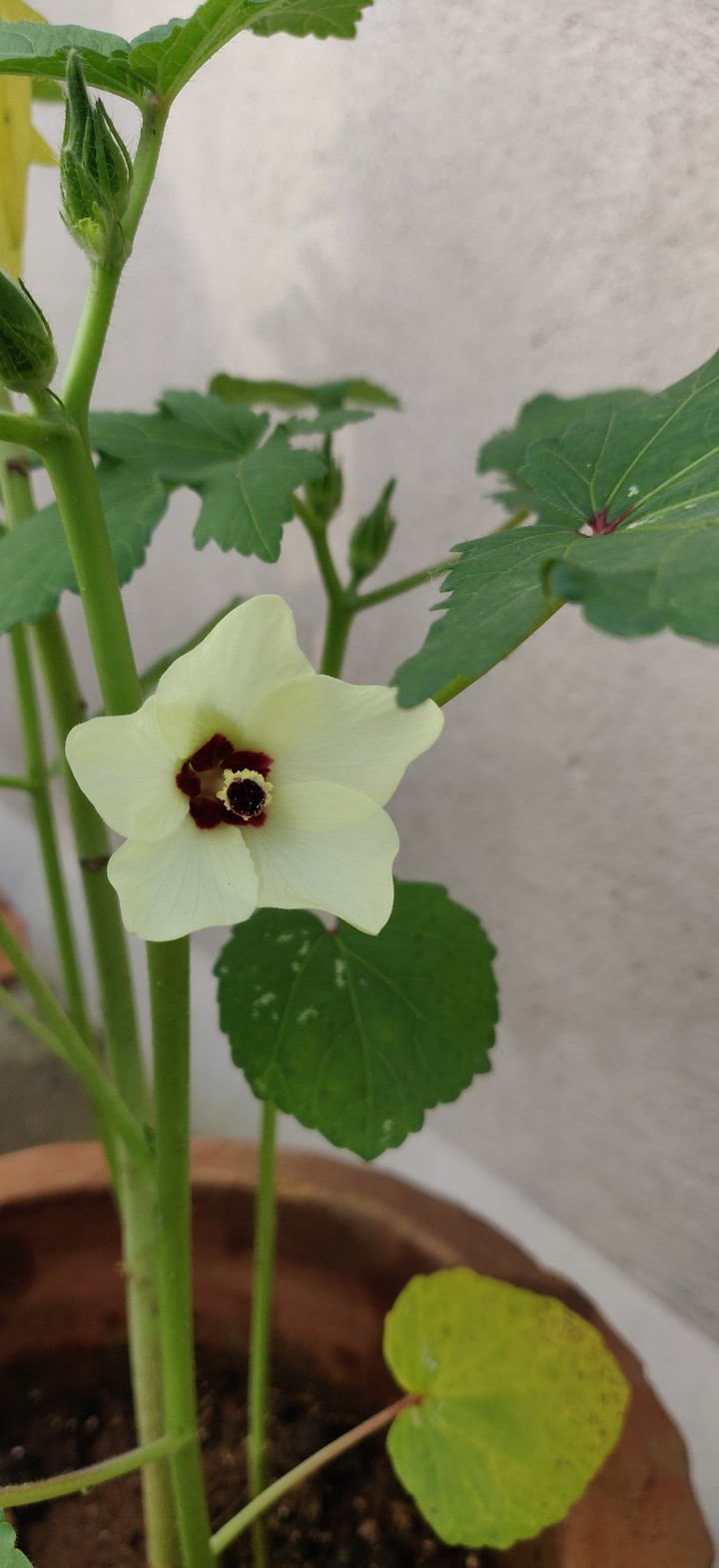 Lady's finger flower