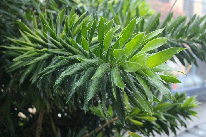 Green world