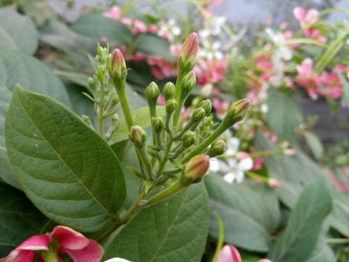 beginning of life