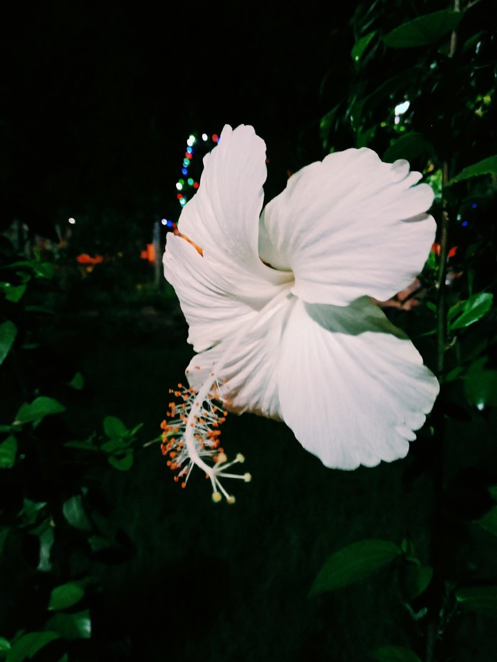 white hibiscus