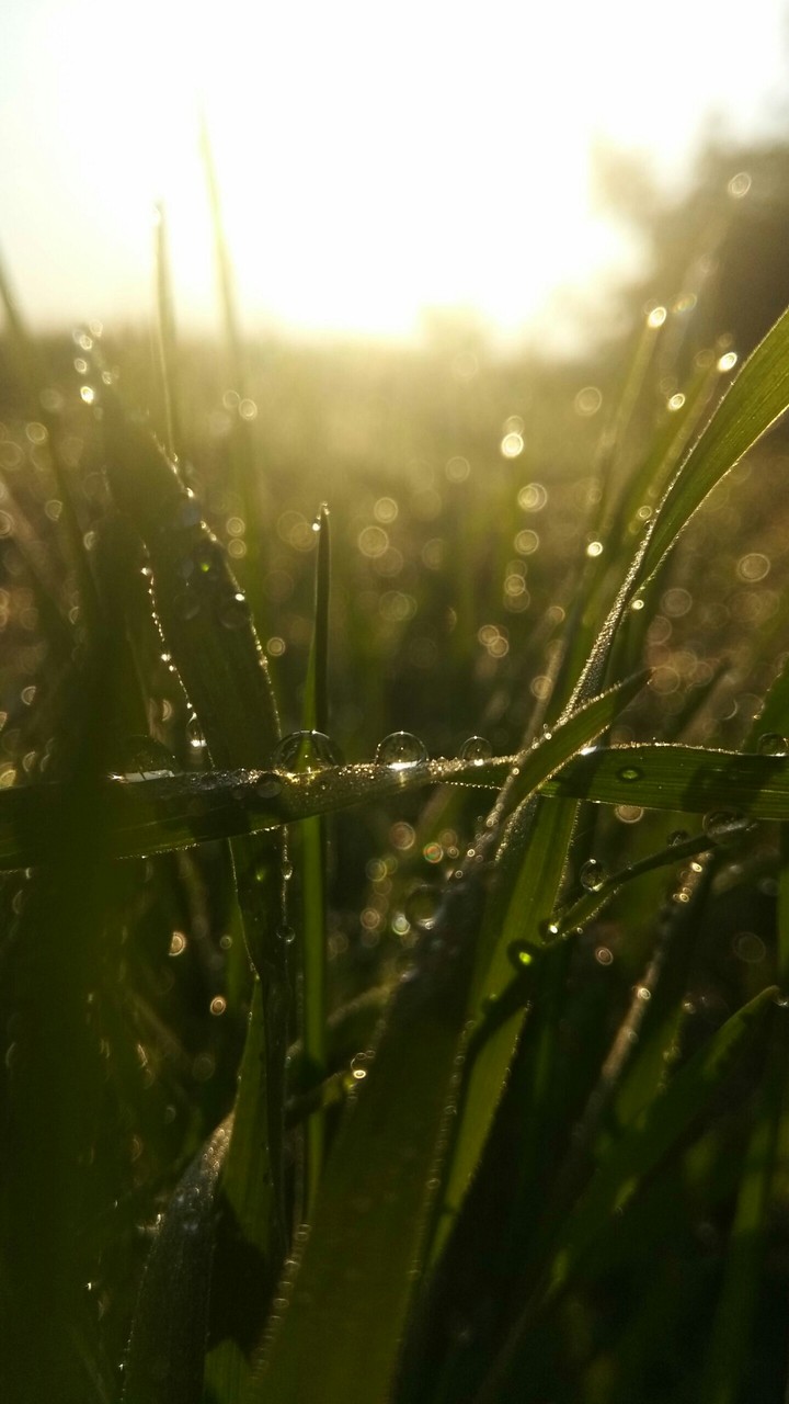 Роса, Dew