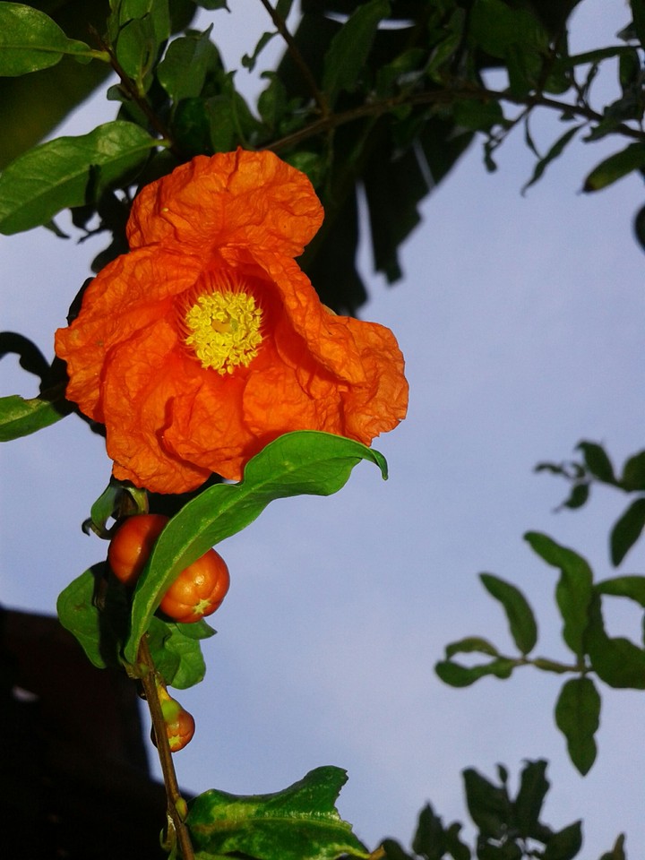 Flower