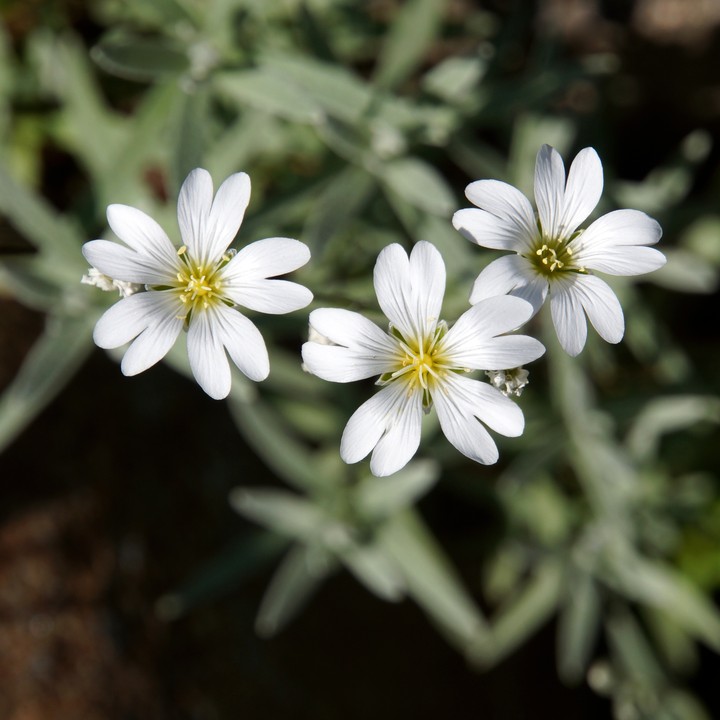 [Video Wallpaper] White Flower