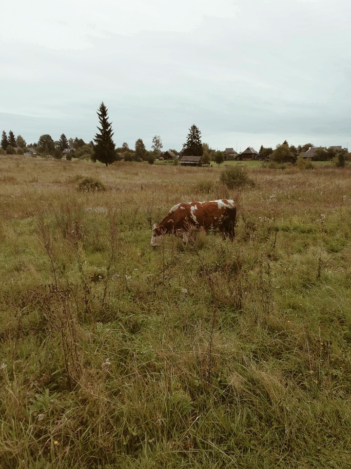 корова