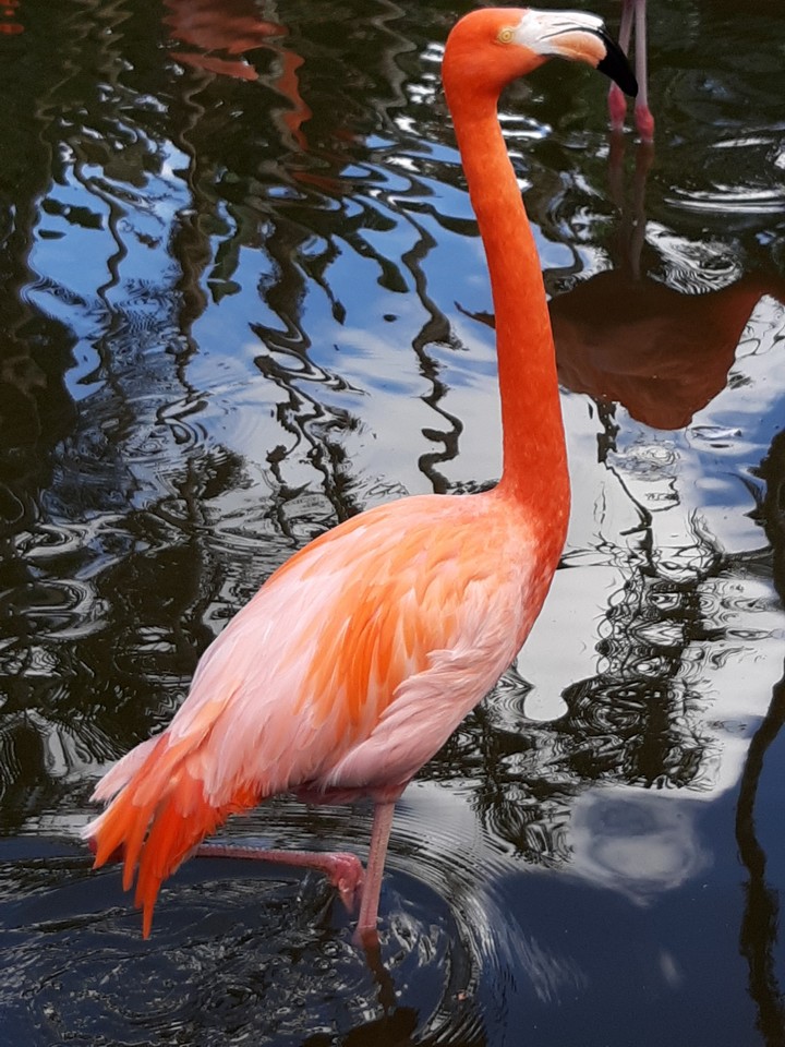 flamengo